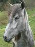 c Le cheval gris des Granges du Menil.JPG